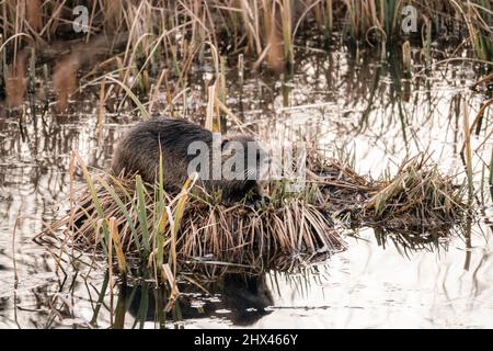 Nutria ruht auf dem kleinen Fleck Land, bedeckt mit Gras in der Mitte des abgelegenen Teiches, versuchen, sich vor der Aussicht zu verstecken Stockfoto