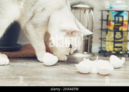 Lustige weiße britische Katze stiehlt Eierschalen aus der Küche. Stockfoto