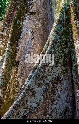 Detail eines großen Baumstammes und seiner Wurzeln mitten im brasilianischen Regenwald Stockfoto