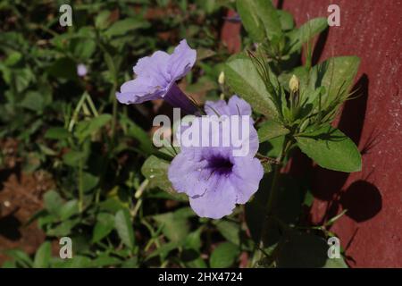 Nahaufnahme der Ruellia- oder wilden Petunia-Pflanze mit violetten Blüten und Knospen und Schoten in der Nähe einer Zementwand Stockfoto