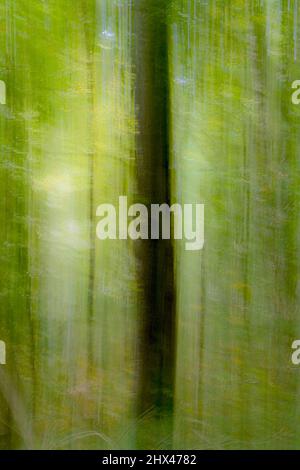 Eine intentielle Kamerabewegung abstraktes Bild eines Baumes aus der Nähe in einem Waldhintergrund. Stockfoto