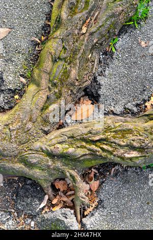 Alte Baumwurzeln zerstören den Asphaltweg. Nahaufnahme. Life-Konzept Stockfoto