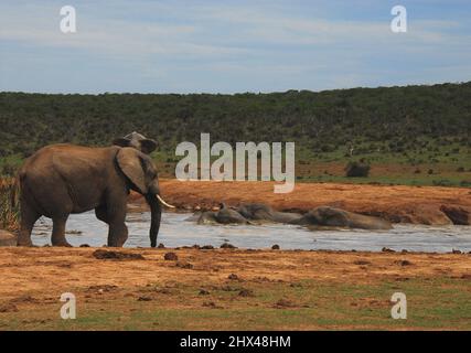 Nahaufnahme einer Gruppe wilder Elefanten, die in einem Wasserloch in der Wildnis Südafrikas schwimmen und spielen. Stockfoto