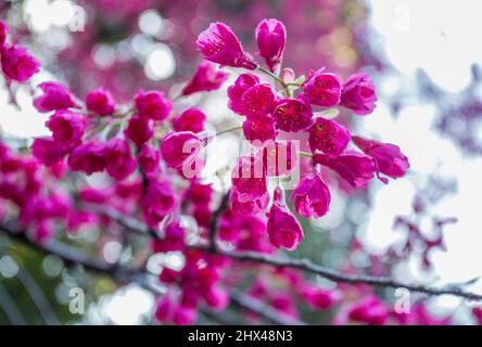 Erstaunliche rosa Kirschblüte (Sakura Blüte) im Koishikawa Korakuen Garten in Tokio. (Sorte von Kirschbaum- Shidare oder weinende Kirsche) Stockfoto