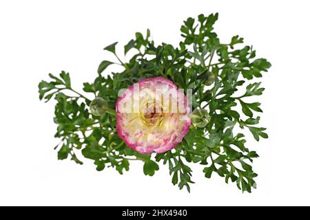 Draufsicht auf rosa 'Ranunculus Asiaticus' Blume auf weißem Hintergrund Stockfoto