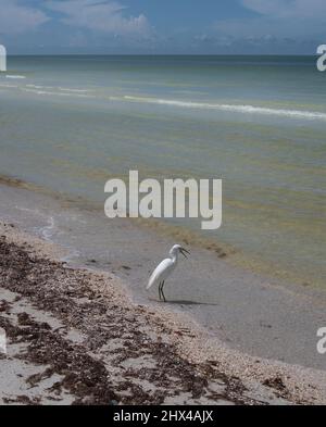 Ein Porträtbild eines Silberreiher, der an einem farbenfrohen Strand Fische füttert. Stockfoto