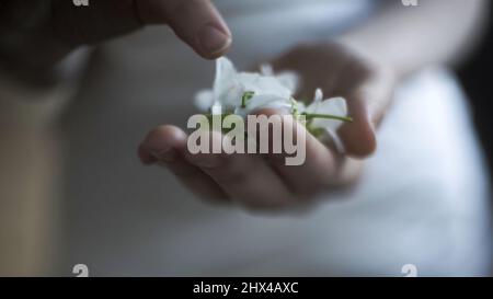 Nahaufnahme von weiblichen Händen, die zarte Blütenknospen auf verschwommenem Hintergrund eines weißen Kleides halten und berühren. Filmmaterial. Frühlingsblüten blüht in Frauenhänden. Stockfoto