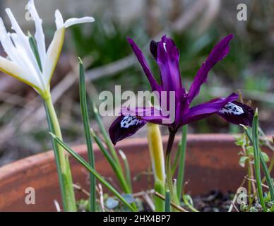 Zwei Sorten Iris reticulata - Iris reticulata 'Pauline' ist violett mit weißen Markierungen. Iris reticulata 'Caucasus' ist weiß mit gelben Markierungen. Stockfoto