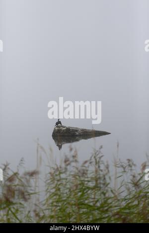 Ein Kormoran, der auf einem Stein in einem nebligen See sitzt Stockfoto