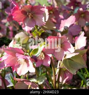 Rosa Helleborus Walbertons Rosmarin Walhero, die im Frühjahr im Garten von RHS Wisley in Surrey, Großbritannien, wächst. Stockfoto