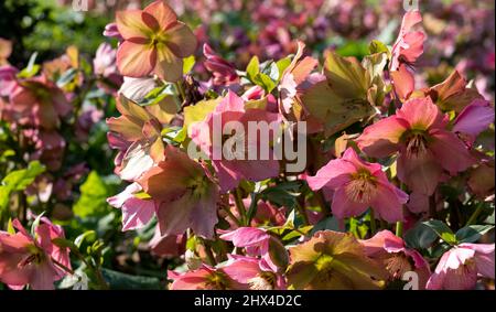 Rosa Helleborus Walbertons Rosmarin Walhero, die im Frühjahr im Garten von RHS Wisley in Surrey, Großbritannien, wächst. Stockfoto