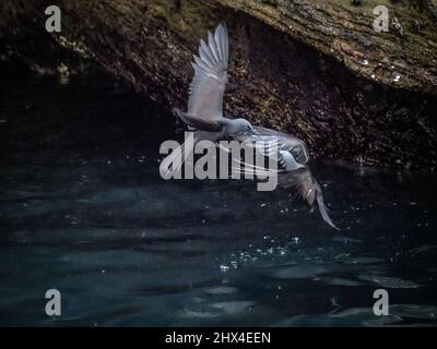 Zwei braune Noddyvögel stehen sich mit ausgebreiteten Flügeln in einem Revierstreit um einen Klippen-Nistplatz auf Isla Isabela, Galapagosinseln, Ecuador gegenüber Stockfoto