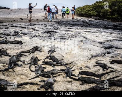 Marine-Iguanas untersuchen Touristen auf der Insel Fernandina, Galapagos, Ecuador Stockfoto