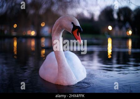 Stumme Schwan auf einem städtischen Teich in der Dämmerung Stockfoto