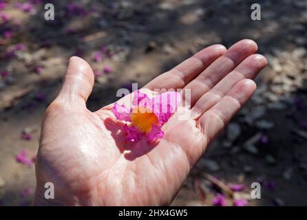 Rosa ipe oder rosa Trompetenbaumblume, (Handroanthus impetiginosus) zur Hand Stockfoto