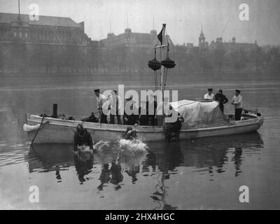 Navy Divers Tauchen In Die Frigid Thames Ein. Marinetaucher plantschen heute in Lambeth, London, in die Themse. Ein anderer Mann klettert aus dem Wasser. An diesem eisigen Tag (Donnerstag) leistet ein Team von Tauchern der Royal Navy einen der am wenigsten einladenden Jobs in London, die jetzt an der Themse arbeiten. Sie sind in Trainingsübungen (zuerst in der Themse von Navy Divers) beschäftigt, die in den nächsten Monaten fortgesetzt werden. Die Taucher, die auf HMS Annet, einem Anti-U-Boot- und Minenschleppnetz, basieren, arbeiten mit speziell montierten und motorisierten Schneideplottern. 28. Januar 1954. (Foto von Reuterphoto). Stockfoto