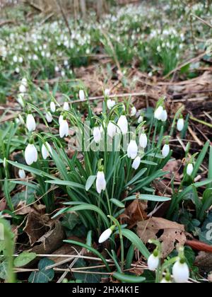 Schneeglöckchen blühen (Galanthus nivalis) an einem Wintertag. Stockfoto