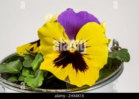 Garten Stiefmütterchen, gelb burgunderrot lila Blume Viola wittrockiana Gams auf einem hellen Hintergrund Stockfoto