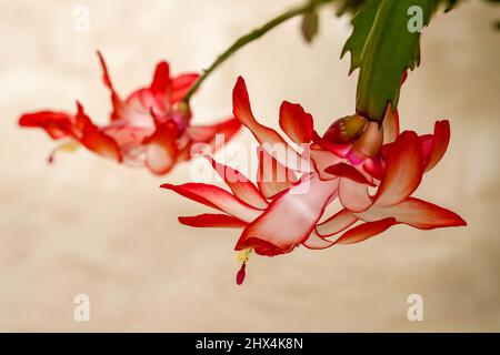 Rot blühende Blume des Szlumberger Kaktus, Blume auf beigem Hintergrund, große Nahaufnahme, Makro Stockfoto
