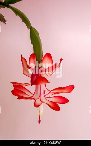 Rot blühende Blume des Szlumberger Kaktus, Blume auf rosa Hintergrund, große Nahaufnahme, Makro Stockfoto