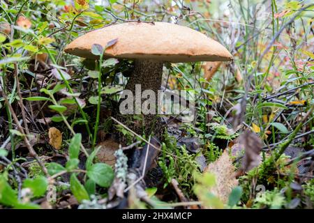 Nahaufnahme eines Steinpilzes im Wald. Hintergrundbilder, Herbst, Hintergrund . Stockfoto