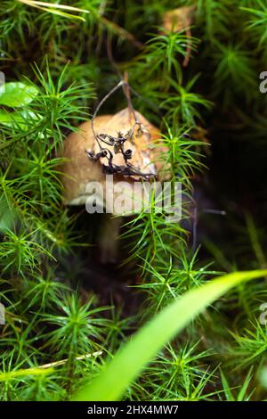 Steinpilz, Weißer Pilz, König Boletus Pinophilus. Große Bolete Pilze in der Natur. Nahaufnahme . Saison der Pilze aus dem Boden. Pilzpflanzen Stockfoto