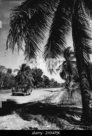Palmengesäumte Straße in Darwin, wo reichlich Wachstum ***** Kokospalmen bieten Besuchern ein tropisches ***** . 7. Juli 1949. Stockfoto