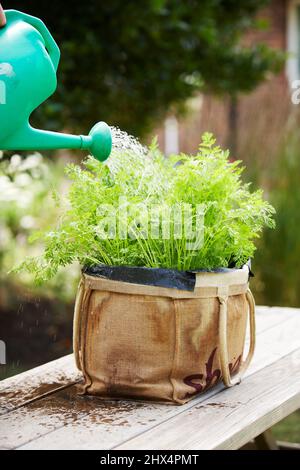 Knusprige Karotten anbauen Stockfoto