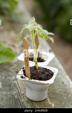 Helianthus annuus (Sonnenblume) Sämlinge unterstützt durch Lollypop-Sticks, die in Joghurttttöpfen wachsen Stockfoto