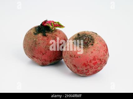 Chioggia-Rote-Bete (Zuckerstreifen-Rote-Bete) Stockfoto