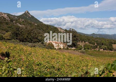 Frankreich, Korsika, Vallee de l'Orto, Domaine Saparale, Blick auf Reben und Weingut Stockfoto