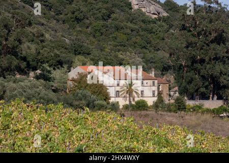 Frankreich, Korsika, Vallee de l'Orto, Domaine Saparale, Blick auf Reben und Weingut Stockfoto