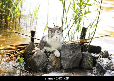 Eine Katze im Schilf. Schöne weiße und graue bicolor Katze mit gelben Augen und frechen Schnauze ruht auf den Felsen an einem Fluss, See im Sommer sonnig d Stockfoto