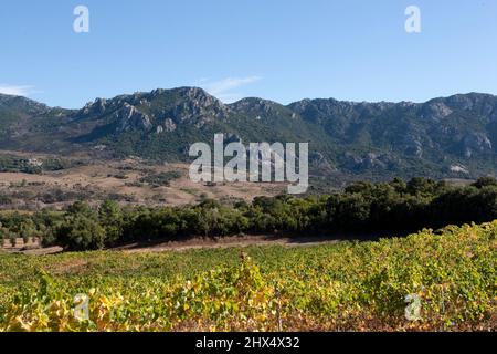 Frankreich, Korsika, Vallee de l'Ortolo, Domaine Saparale, Weinberg Stockfoto