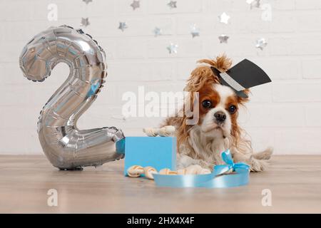 Erstaunliche Spaniel mit Geburtstagshut sitzt in der Nähe Geschenkbox mit Knochen und Silber Nummer zwei aus aufblasbarem Ballon. Stockfoto