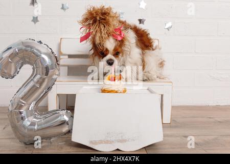 Spaniel mit rosa Schleife schnüffelnd Kuchen mit Früchten und Kerze auf der Box sitzen auf Holzbank in der Nähe Nummer zwei dekoriert. Stockfoto