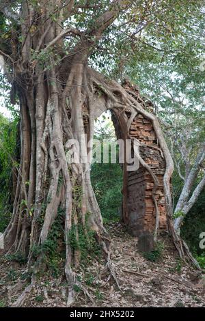 Kambodscha, Sambor Preis Kuk, Prasat Yeai Poeun, Ruinen, die vom Dschungel gefressen werden Stockfoto