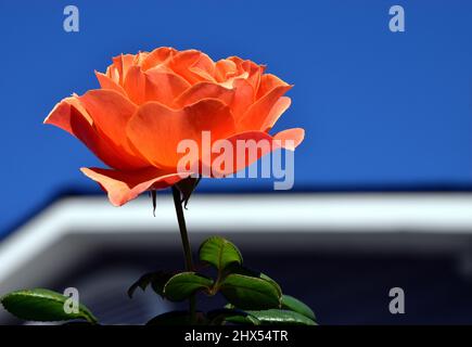 Orange Rose Open Blossom mit Blättern vor einem hellen blauen Himmel und Rand einer Dachlinie Stockfoto