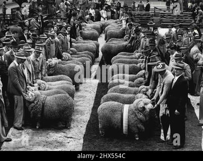 Sheep Show -- Beurteilung der stonehaven Tasse für die besten fünf Schafe Merino drei Widder und zwei Mutterschafe. Gewonnen von Merryville Yass Pty Ltd auf der rechten Seite, die der Kamera am nächsten liegt. Sir Walter/ steht in der Ecke. Merriman. 04. Juni 1954. (Foto von Gordon Herbert Short/Fairfax Media). Stockfoto