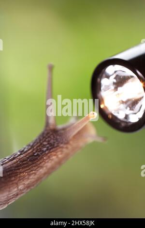 Die Tentakeln der Helix aspera (Gemeine Gartenschnecke) wurden vom Licht der Fackel angezogen Stockfoto