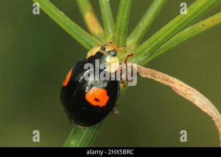 Harlequin-Käferin (Harmonia axyridis), Erwachsene und Larvennymphe Stockfoto