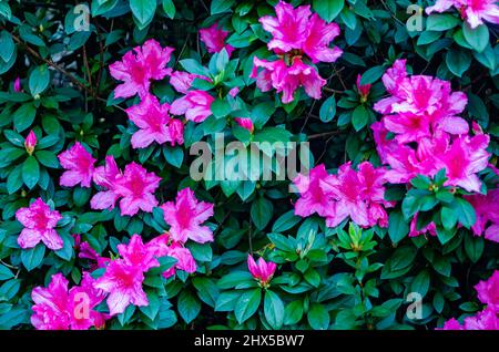 Südindische Azaleen (Rhododendron) blühen in Bellingrath Gardens, 4. März 2022, in Theodore, Alabama. Stockfoto