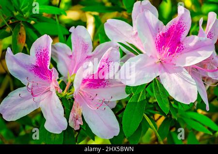 Indische Azaleen (Rhododendron simsii) blühen in Bellingrath Gardens, 4. März 2022, in Theodore, Alabama. Stockfoto