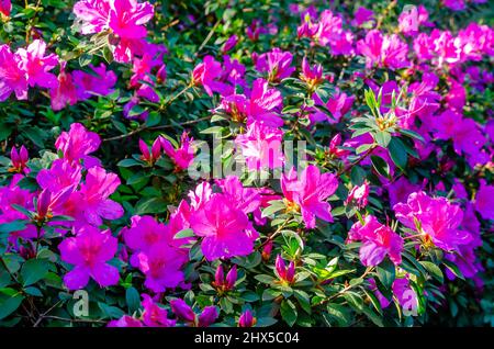 Südindische Azaleen (Rhododendron) blühen in Bellingrath Gardens, 4. März 2022, in Theodore, Alabama. Stockfoto