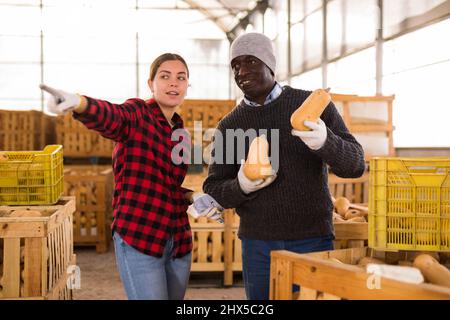Mann und Frau Bauern reden während des Stapels von Kürbissen Stockfoto