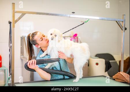 Junge Frau, die Haare eines weißen pommerschen Hundes auf einem Tisch trocknet Stockfoto