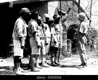 Ein australischer N.C.O. erteilt den Japs Befehle, die als Arbeitsgruppe aus Timor gebracht wurden. Sie bauen derzeit in Darwin ein Stacheldrahtgehege für Jap-Kriegsverbrecher. 13. März 1946. (Foto von Australian Official Photograph). Stockfoto