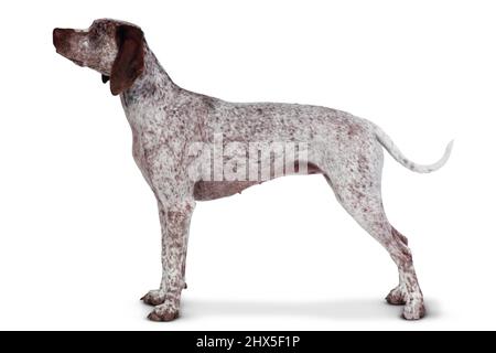 Braque du Bourbonnais (Bourbonnais Pointing Dog) Stockfoto