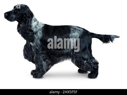 English Cocker Spaniel Stockfoto