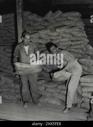 Säcke aus Zement heute im Verkauf bei leask Holzprodukte Waitara für die Bauherren. N. Gillett und A. Wolf laden die wartenden Fahrzeuge für die glücklichen Menschen. 20. August 1951. Stockfoto